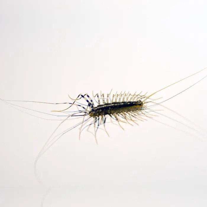 Palmetto Exterminators Picture 2