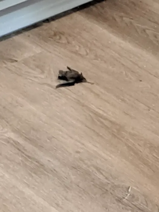 HMO - Residential and Commercial Pest Control Charlotte Picture 10