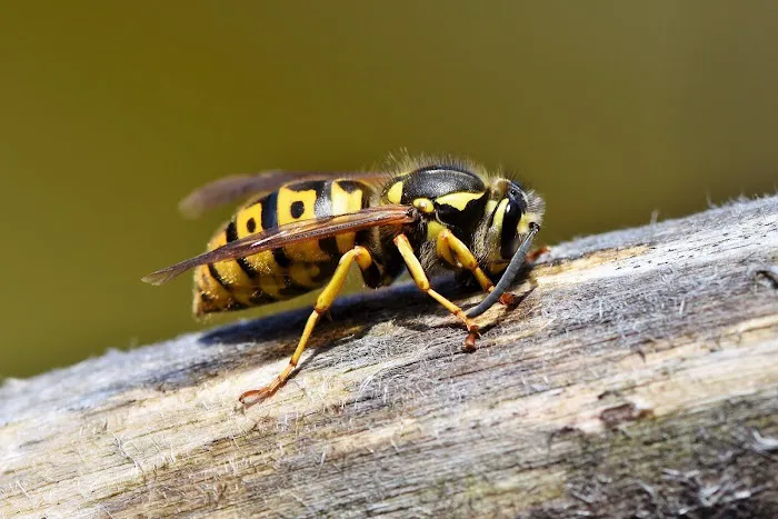Pest Management Solutions Picture 6