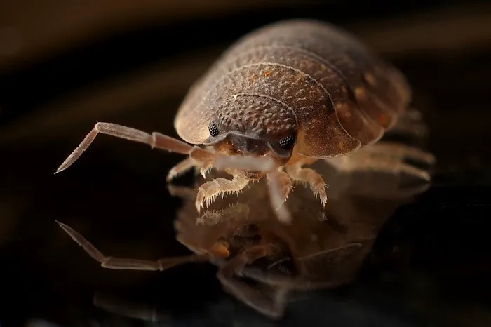 Pest Management Solutions Picture 8