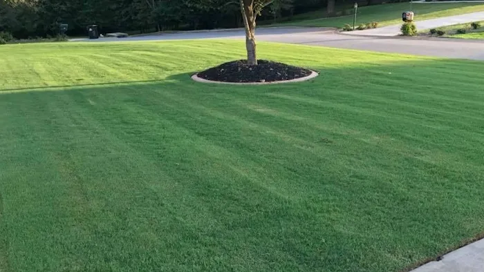 Top Turf Lawn Care and Pest Management Picture 1