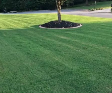 Top Turf Lawn Care and Pest Management