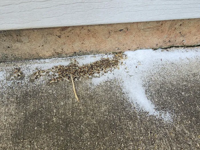 Anthem Pest Control Picture 3