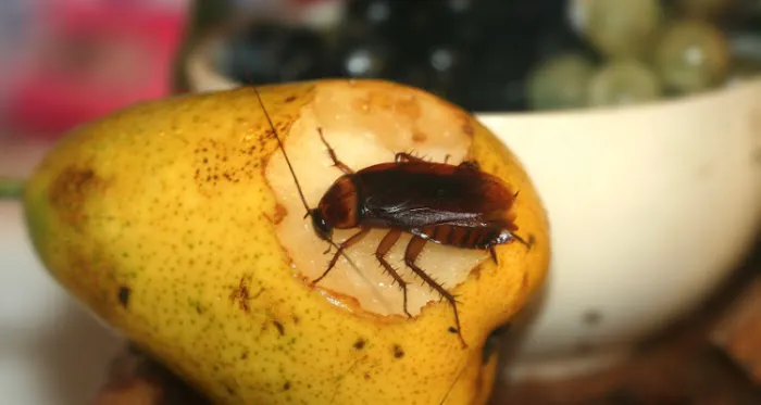 A Do It Yourself Pest Control Store Picture 8