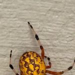 Dixon Pest Solutions