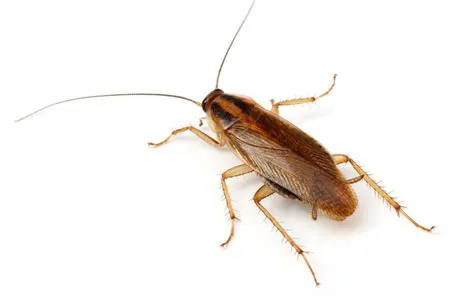 Dixon Pest Solutions Picture 4