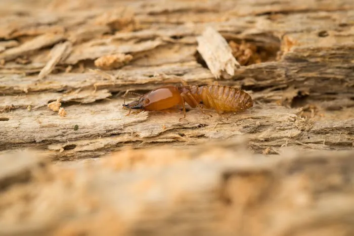 Dobbins Termite & Pest Control Picture 2