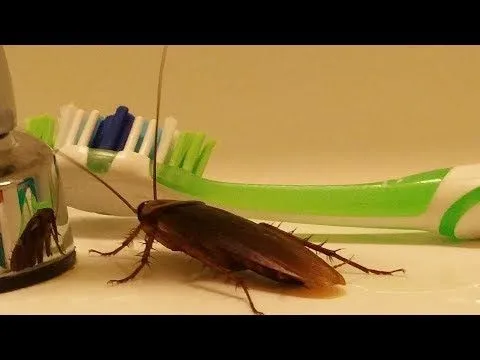 Expert Pest Control Picture 1
