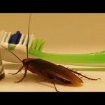 Expert Pest Control