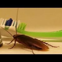 Expert Pest Control ico