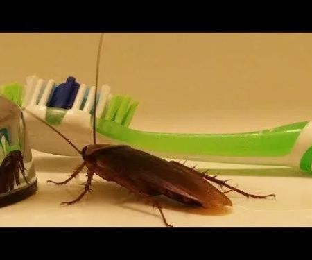 Expert Pest Control