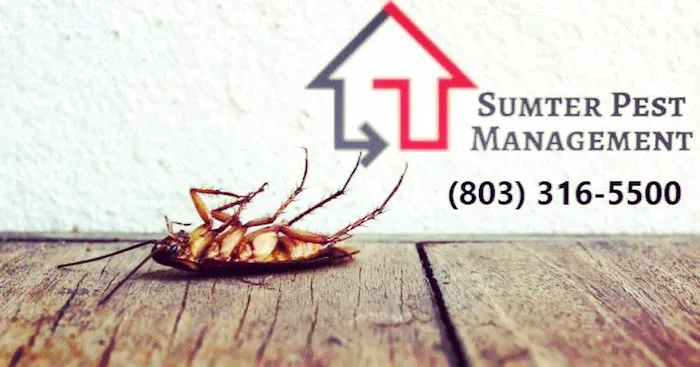 Sumter Pest Management Picture 6