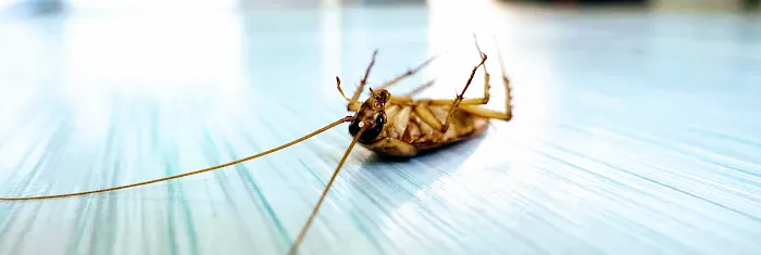 Sumter Pest Management Picture 3
