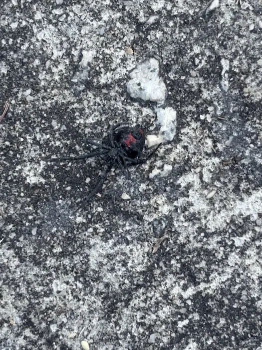 Go-Forth Pest Control Picture 9