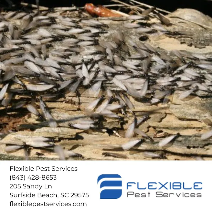 Flexible Pest Services Picture 4