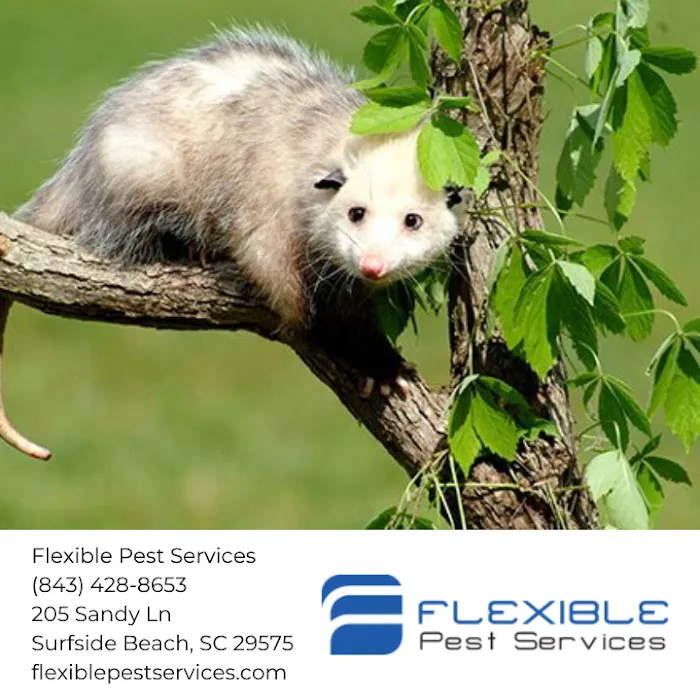 Flexible Pest Services Picture 5