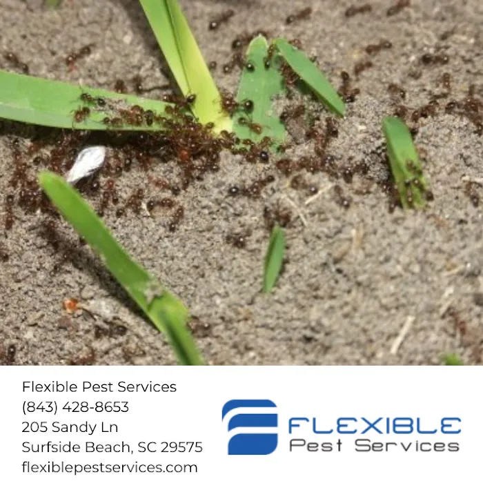 Flexible Pest Services Picture 3