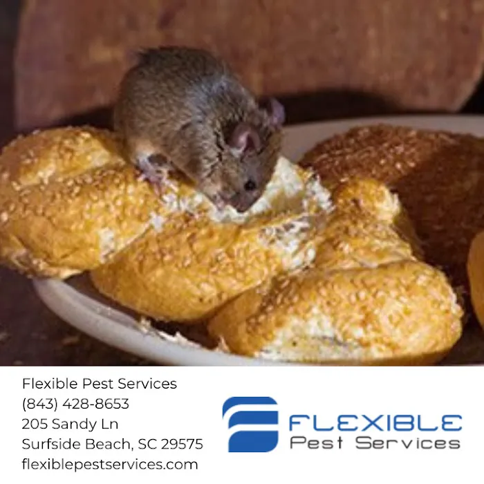 Flexible Pest Services Picture 2
