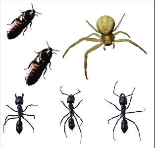 South Carolina Pest Control Picture 3
