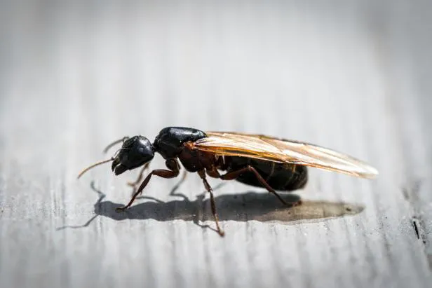 South Carolina Pest Control Picture 9