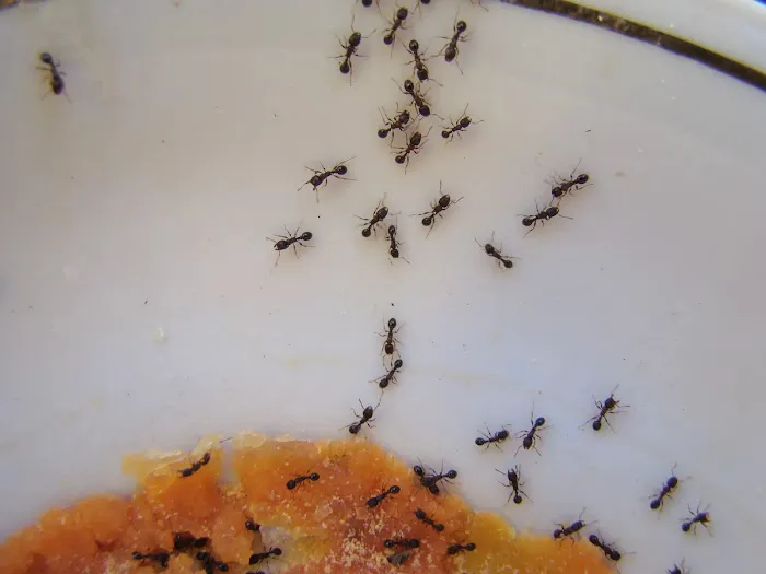 South Carolina Pest Control Picture 6