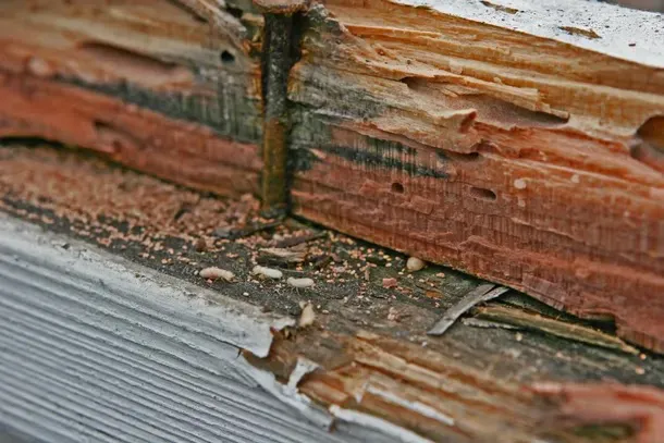 South Carolina Pest Control Picture 8