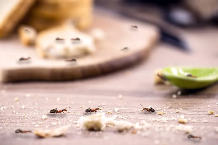 South Carolina Pest Control Picture 1