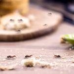 South Carolina Pest Control