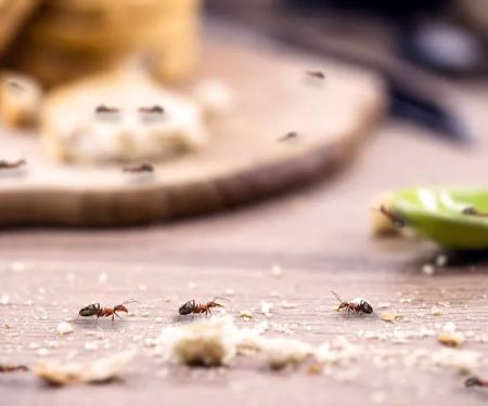 South Carolina Pest Control