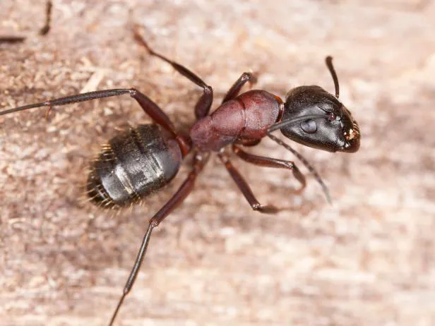 South Carolina Pest Control Picture 4