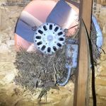 Foremost Pest & Wildlife