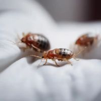 Palmetto Exterminators ico