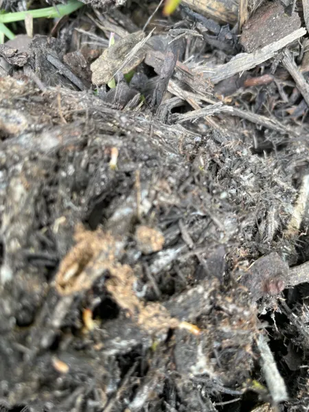 Long Bay Termite Services Picture 3
