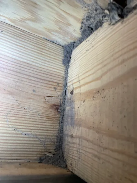 Long Bay Termite Services Picture 1