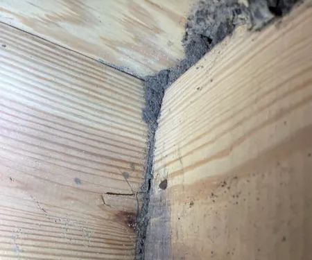 Long Bay Termite Services