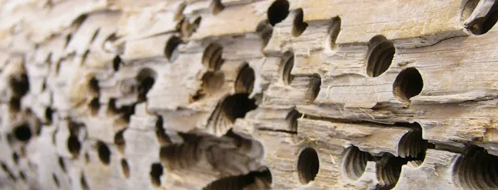 Wood Pest Pros Picture 7