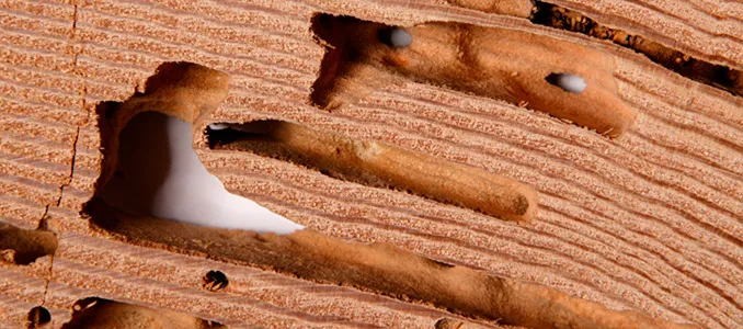 Wood Pest Pros Picture 8