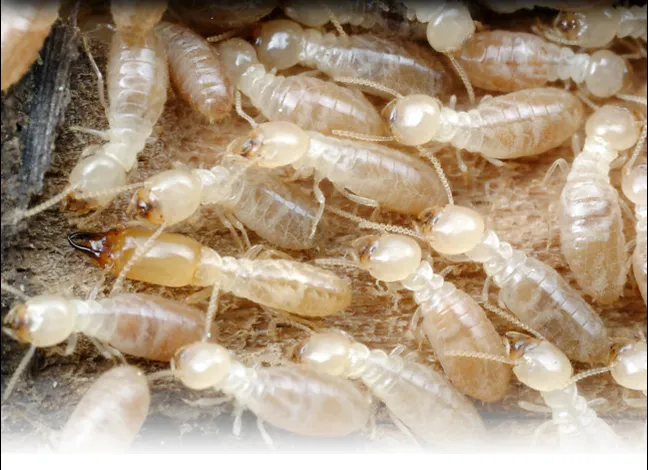 Wood Pest Pros Picture 9