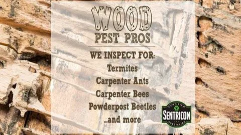 Wood Pest Pros Picture 5