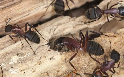 Wood Pest Pros Picture 6