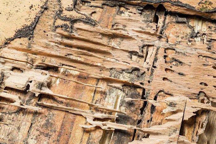 Wood Pest Pros Picture 4