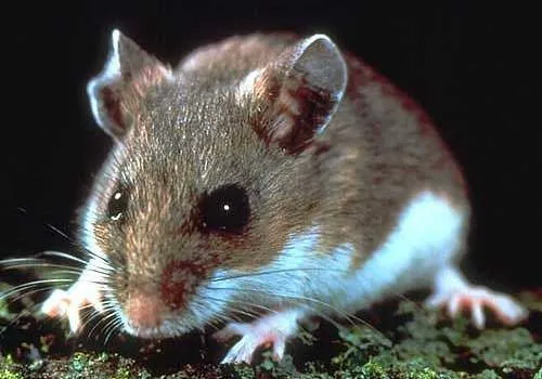 Eco-Tech Pest Management LLC Picture 3