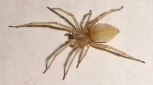 Eco-Tech Pest Management LLC Picture 1