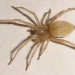 Eco-Tech Pest Management LLC