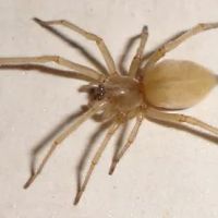 Eco-Tech Pest Management LLC ico