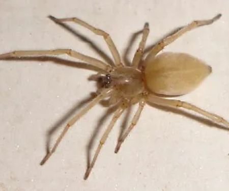 Eco-Tech Pest Management LLC