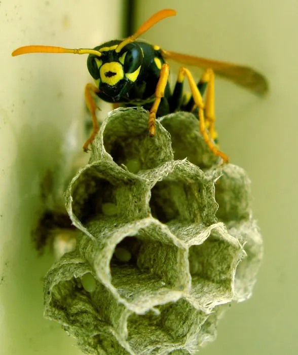 Eco-Tech Pest Management LLC Picture 5