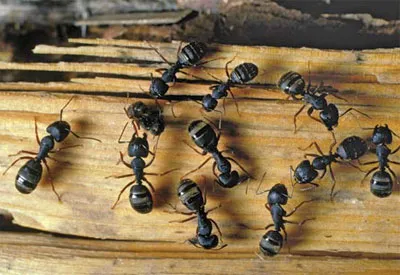 Eco-Tech Pest Management LLC Picture 2