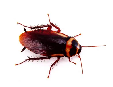 Eco-Tech Pest Management LLC Picture 6