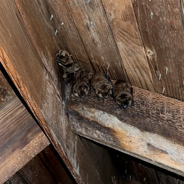 Michigan's Bat Expert Picture 1